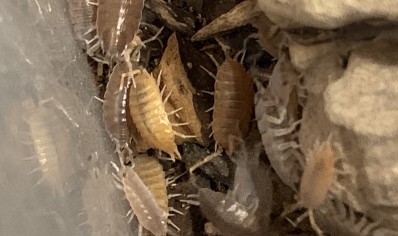 Porcellionides pruinosus 'Orange & Grey' pack of 10 (CB by BugzUK)