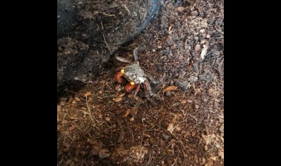 Geosesarma nigripes - Rainbow Vampire Crab (blue leg)