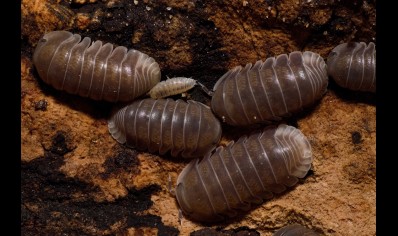 Cubaris sp 'Penguin' - packs of 10 (CB by BugzUK) *special offer*