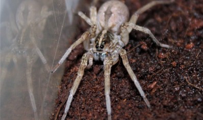 Hogna miami - Field Wolf Spider