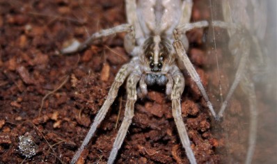 Hogna miami - Field Wolf Spider