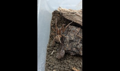 Hogna miami - Field Wolf Spider 4 left