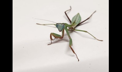 Hierodula Sp Papua - Blue Papua Mantis CB