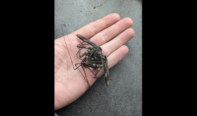 Damon medius - Tailless Whip Scorpion (100% confirmed species)