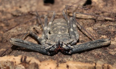 Damon medius - Tailless Whip Scorpion (100% confirmed species)