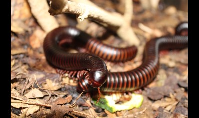 Archispirostreptus gigas - Congo black, African giant black