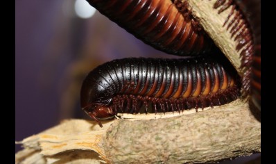 Archispirostreptus gigas - Congo black, African giant black