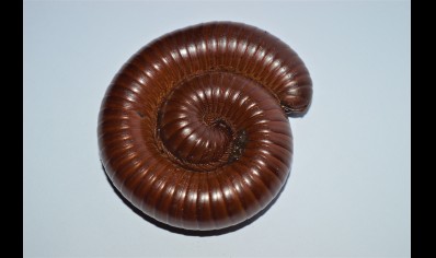 Ophistreptus guineensis - African Giant Chocolate millipede *special discount*