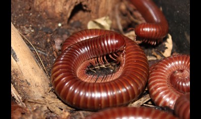 Ophistreptus guineensis - African Giant Chocolate millipede *special offer*