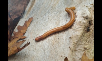 Orthoporus ornatus - Gold Desert Millipede