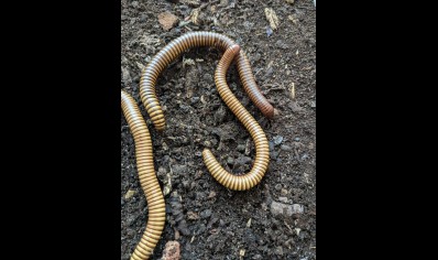 Orthoporus ornatus - Gold Desert Millipede