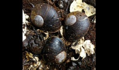 Helicophanta Ibaraoensis Pack of 3 Deal 