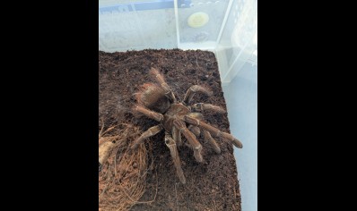 Theraphosa stirmi - Guyana Goliath Birdeater (7/9cm Leg Length) price for 4 tarantulas