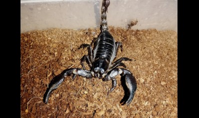 Heterometrus silenus - Vietnamese Forest Scorpion - 10 left