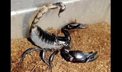 Heterometrus silenus - Vietnamese Forest Scorpion