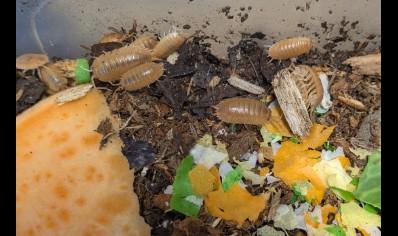 Porcellio laevis 'Orange' - packs of 10 (CB by BugzUK)
