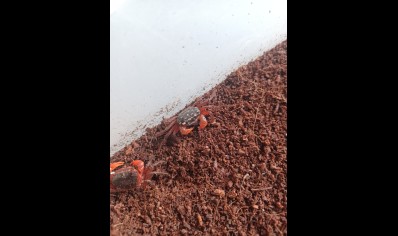 Geosesarma sp red claw 1 left with claw missing *discounted*