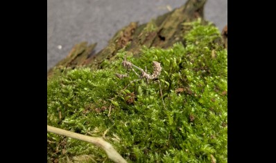 Empusa hedenborgii - Conehead Mantis