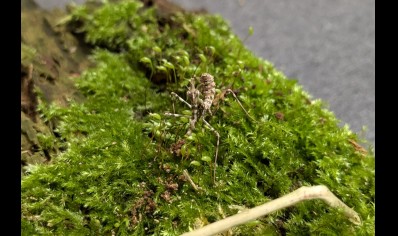 Empusa hedenborgii - Conehead Mantis