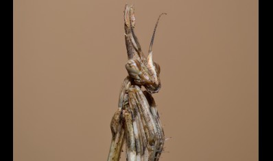 Empusa hedenborgii - Conehead Mantis CB