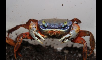 Cardisoma armatum - Rainbow Crab (with missing leg/claw) discounted