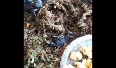 Geosesarma bogorensis - Purple Vampire crab