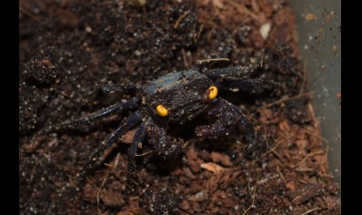 Geosesarma bogorensis - Purple Vampire crab