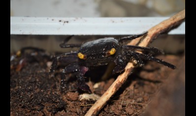 Geosesarma bogorensis - Purple Vampire crab 5 left