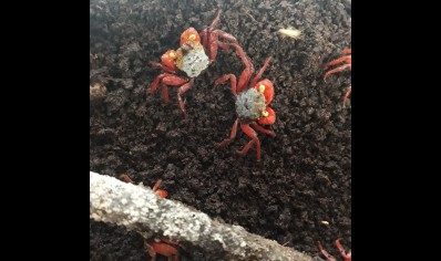 Geosesarma rouxi - Rainbow Vampire Crab (red leg) 17 left