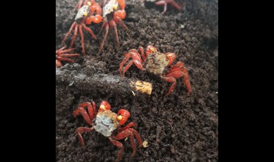 Geosesarma rouxi - Rainbow Vampire Crab (red leg) 17 left