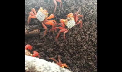 Geosesarma rouxi - Rainbow Vampire Crab (red leg)