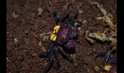 Geosesarma tricolor - Tricolor Vampire Crab 14 left