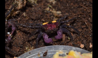 Geosesarma tricolor - Tricolor Vampire Crab 17 left