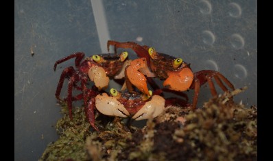 Geosesarma pontianak - White Mandarin Vampire Crab 