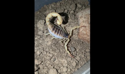 Hadrurus obscurus - Californian desert hairy 5 left