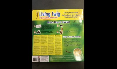 Living Twig- Indian Stick Insect Kit