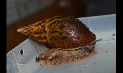 Achatina balteata - Giant African land snail - Tiger snail