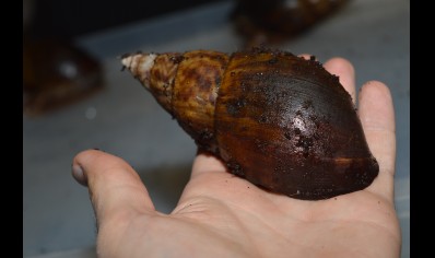 Achatina Balteata - Giant African land snail - Tiger snail