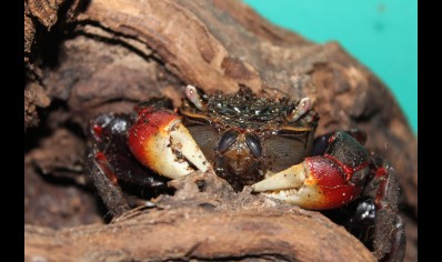 Neosarmatium smithi - Red Spider Crab (missing claw/legs)