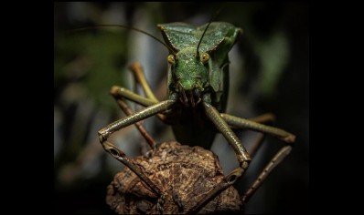 Siliquofera grandis - Giant Hooded Katydid (CB by BugzUK) (pack of 4)