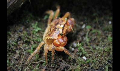 Metasesarma aubryi - Red Apple Crab - group of 5