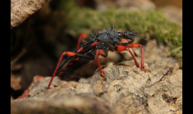 Psytalla Horrida - Horrid King Assassin bug (CB by BugzUK) Packs of 4