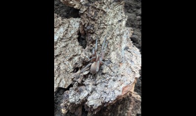 Hogna osceola - Red Pine Giant Wolf Spider