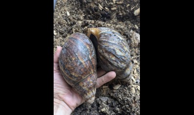 Archachatina Marginata Ovum -Giant African Land Snail XXL SIZE 16+cm