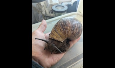 Archachatina marginata Ovum -Giant African Land Snail XXL SIZE  APPROX 16+cm