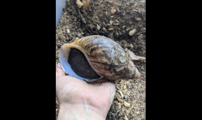 Archachatina Marginata Ovum -Giant African Land Snail L 8/12cm