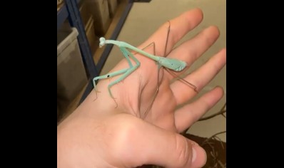 Phasmomantella nuichuana - Nuichuana Stick Mantis (very large species) CB