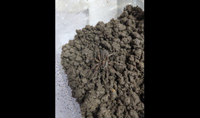 Lycosidae sp. Nigeria - mix of Nigerian Wolf Spiders