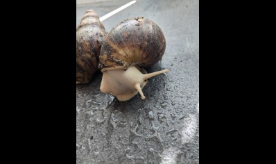 Archachatina Marginata albino - Giant African Land Snail Albino