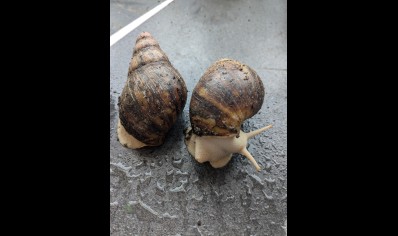 Archachatina Marginata albino - Giant African Land Snail Albino